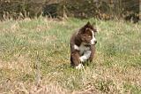 BORDER COLLIE 1554